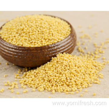 Proso Millet Gluten Free